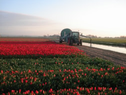 Watering the Tulips
